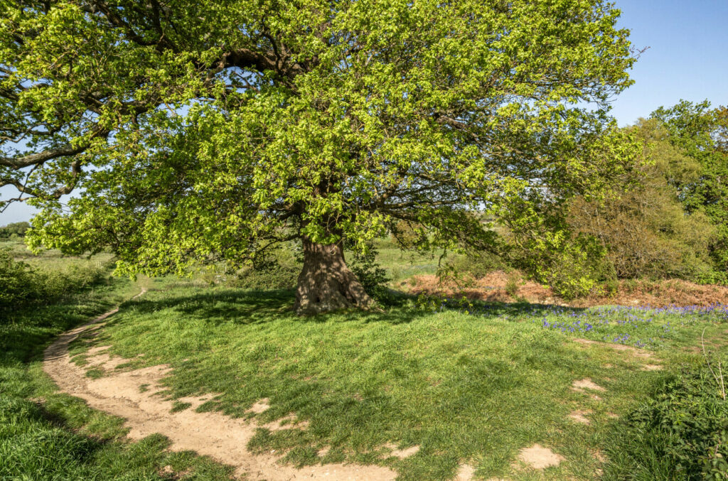 Property Image_14