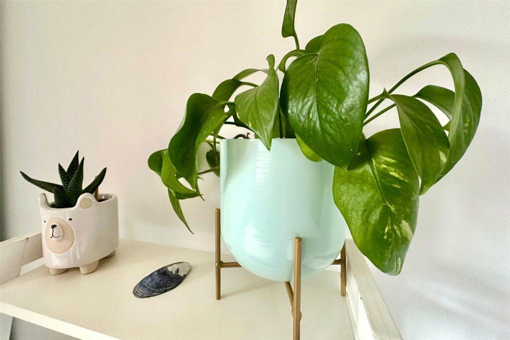 Property Image_8
