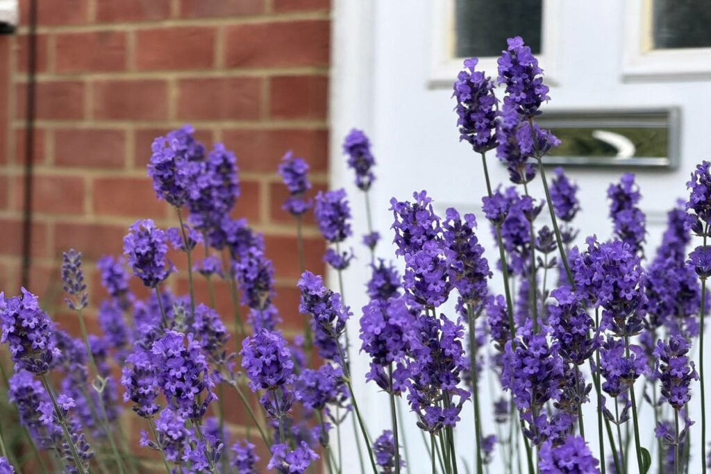 Property Image_13