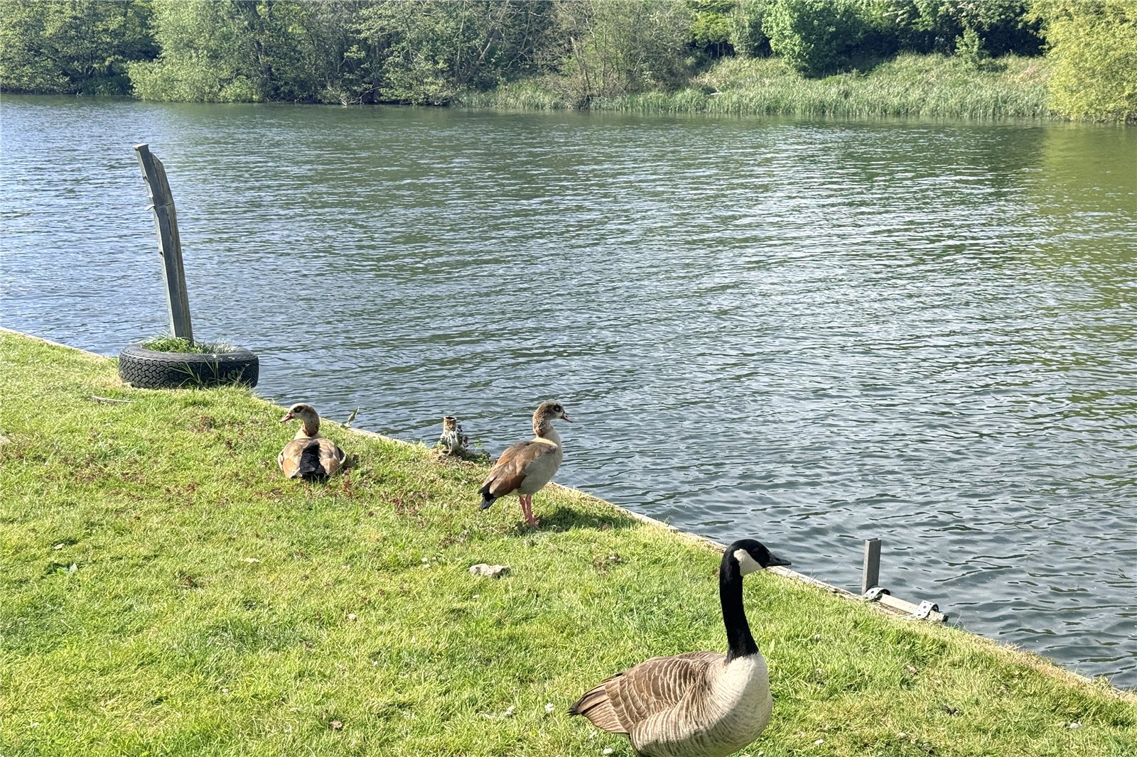 Wildlife On Thames
